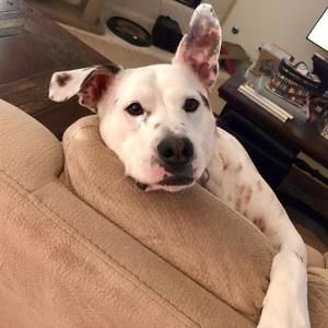 Meet your Posher, Tracey